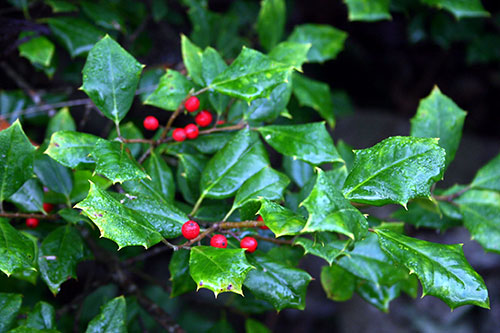 American Holly 1