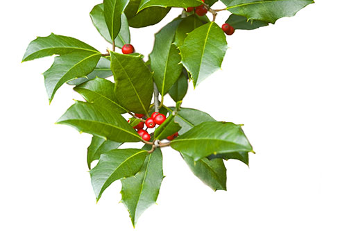 American Holly with berries