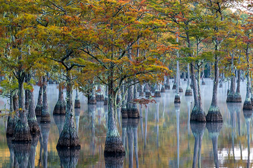 Pond Cypress Fall