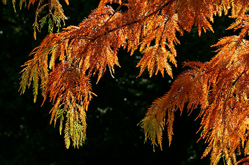 Pond Cypress Leaves