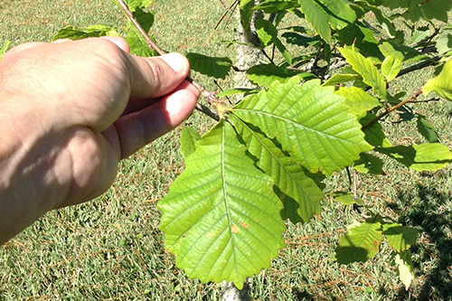 Swamp Chestnut Oak 1