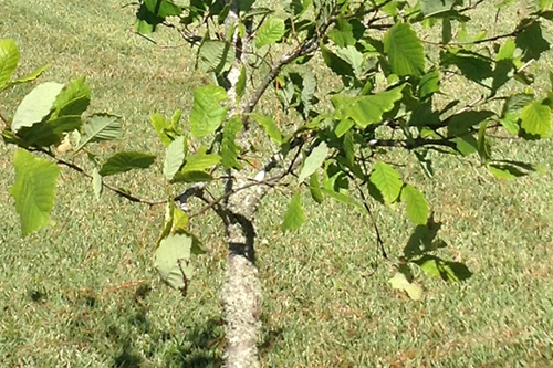 Swamp Chestnut Oak Trunk