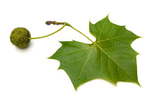 American Sycamore  Leaf and Seed