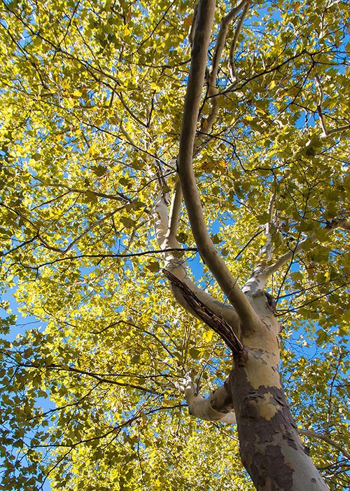 American Sycamore Limbs