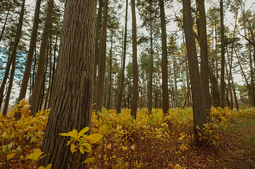 Atlantic White Cedar