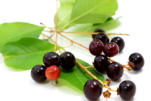 BLACK CHERRY