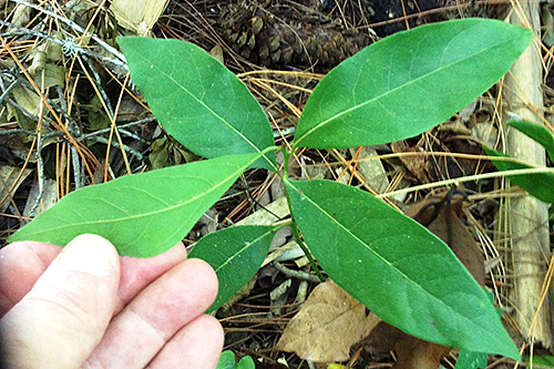 Black Tupelo leaves