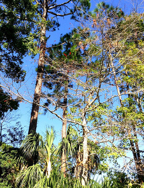 Black Tupelo limbs