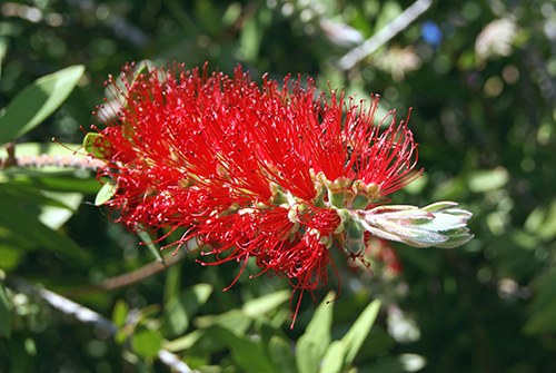 WEEPING BOTTLEBRUSH