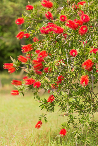 Bottlebrush Tree