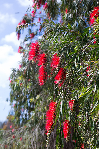 Bottlebrush Blooms on Limbs