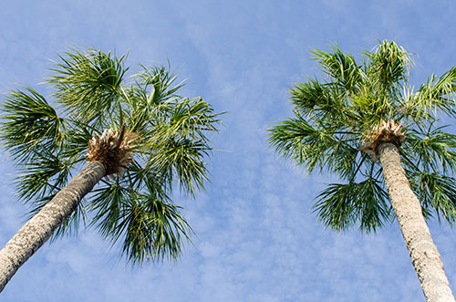 CABBAGE PALM
