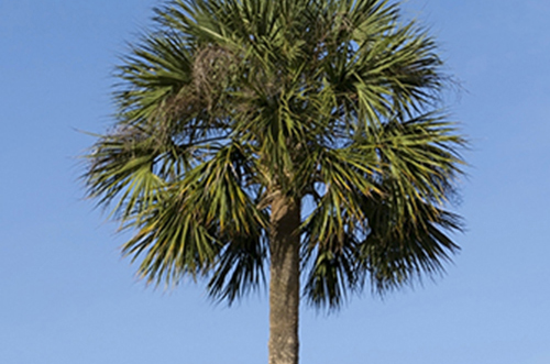 Cabbage Palm 1