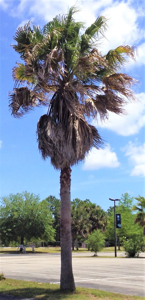 Cabbage Palm 4