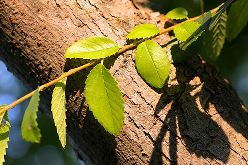 CHINESE ELM
