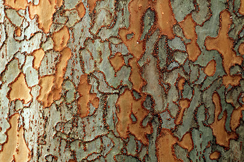 Chinese Elm Bark