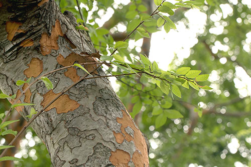 Chinese Elm branch and leaves