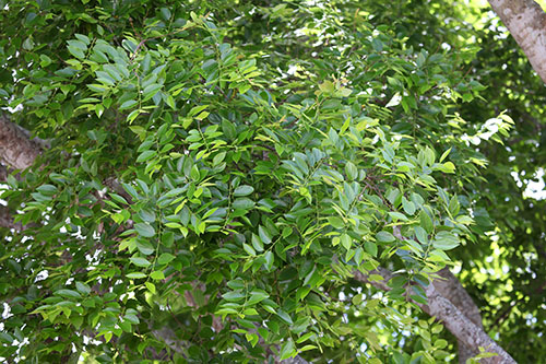 Chinese (Drake) Elm Leaves