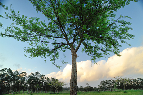 Chinese (Drake) Elm Tree