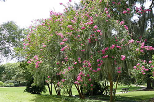Crape Myrtle Trees