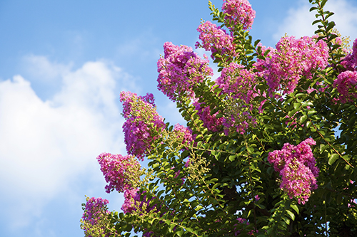 CRAPE MYRTLE