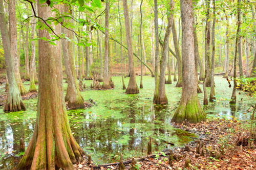 Several Bald Cypress trees in the swamp