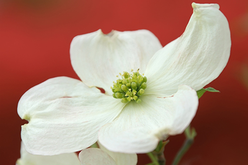 Flowering Dogwood Bloom