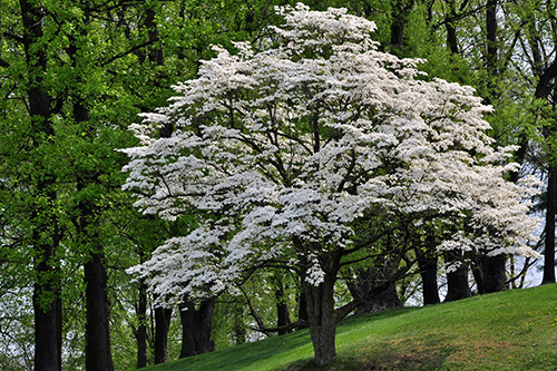 Flowering Dogwood Tree in Bloom - White