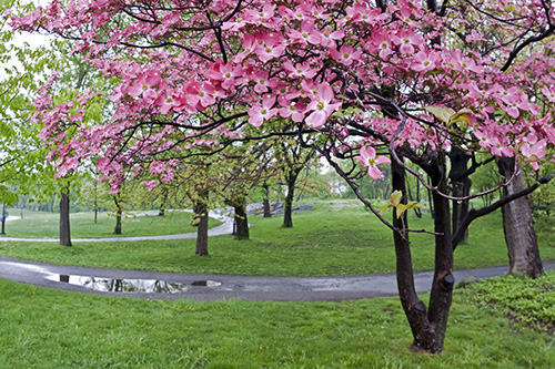 FLOWERING DOGWOOD
