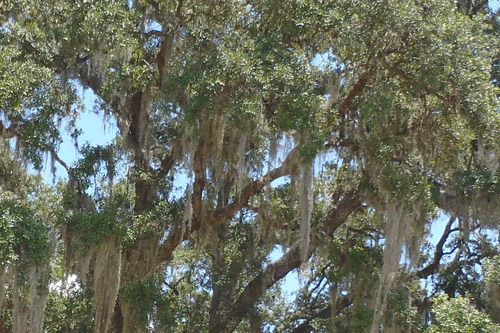 Laurel Oak Branches