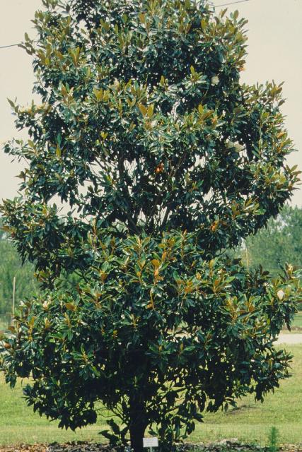 'Little Gem' Southern Magnolia Tree