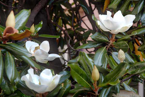 Southern Magnolia Little Gem
