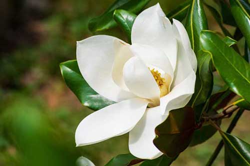 'Little Gem' Southern Magnolia Bloom Closeup