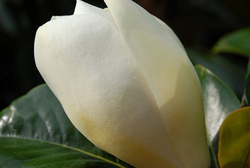 Southern Magnolia 2