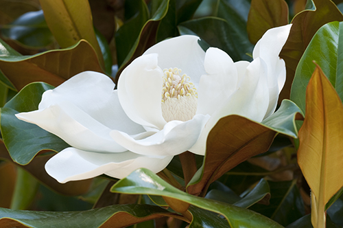 Southern Magnolia 3