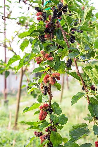 Red Mulberry 2