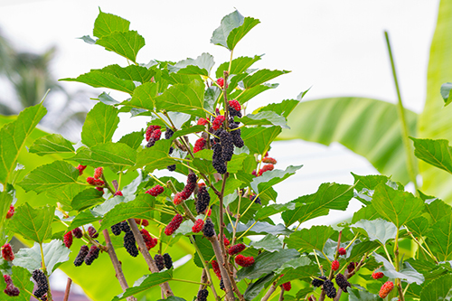 RED MULBERRY