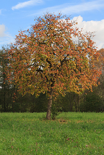 Persimmon 2