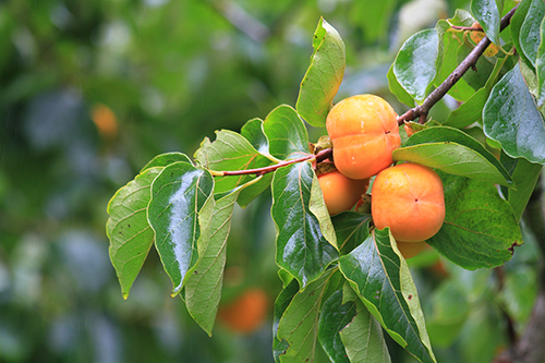 PERSIMMON