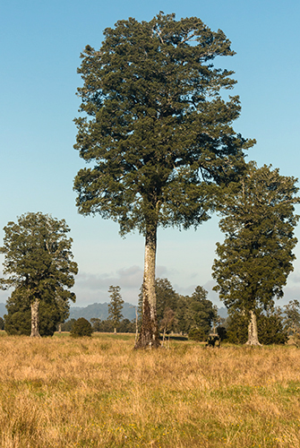 Podocarpus Tree