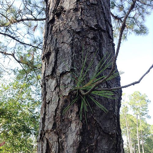 Pond Pine Bark