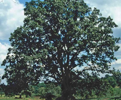 Post Oak Tree