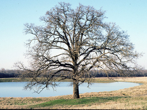 Post Oak Tree winter