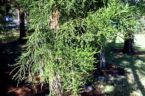 SOUTHERN REDCEDAR