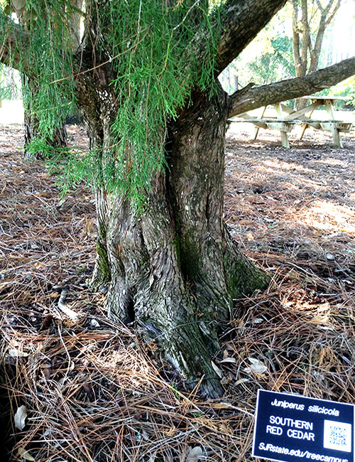 Southern Red Cedar Trunk