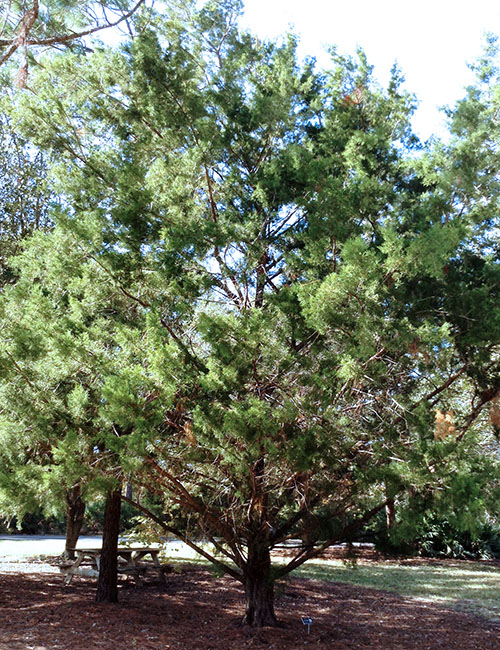 Southern Red Cedar Tree
