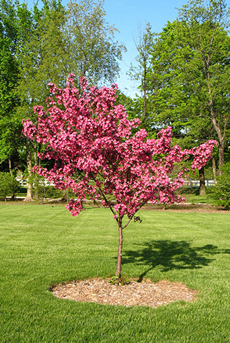 Redbud Tree in Bloom