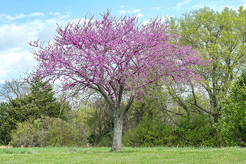 Redbud 3