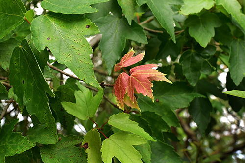 Red Maple leaves 1
