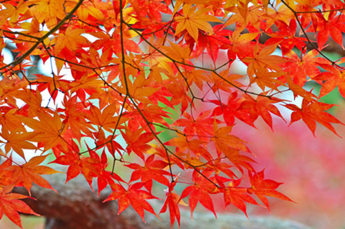 Red Maple Red Leaves